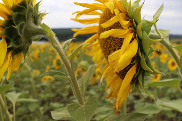 girasoles amarillos en verano cielo azul y abejas