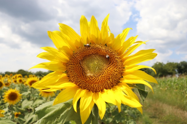 girasoles amarillos en verano cielo azul y abejas