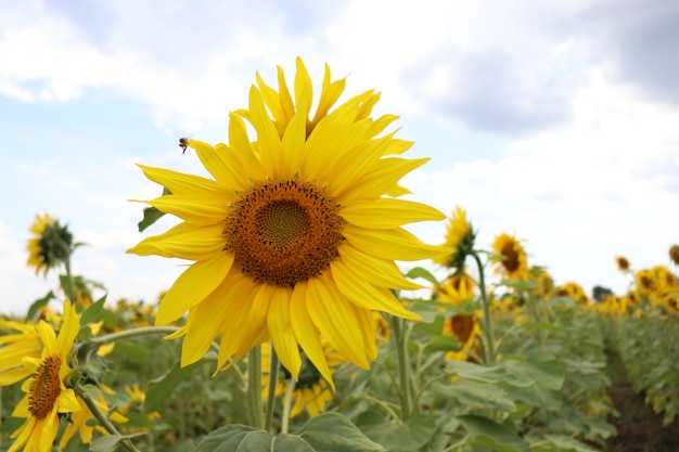 girasoles amarillos en verano cielo azul y abejas