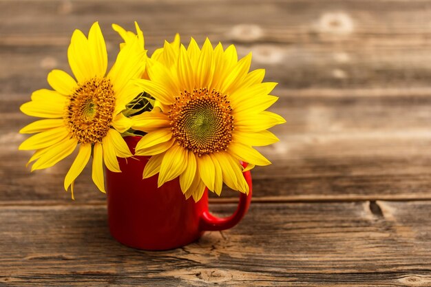 Girasoles amarillos