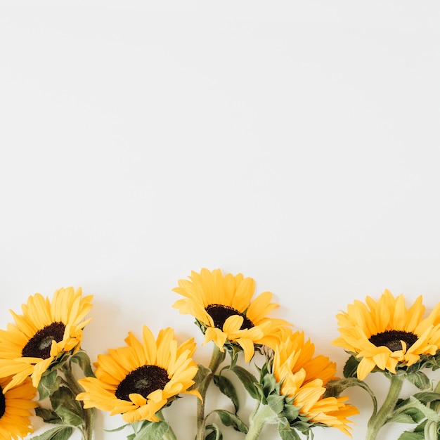 Girasoles en blanco