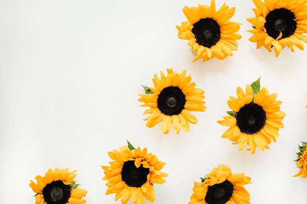 Girasoles en blanco