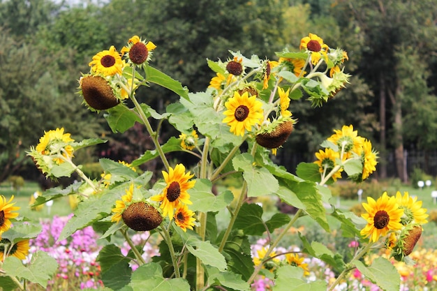 Los girasoles brillantes juegan y disfrutan del sol.