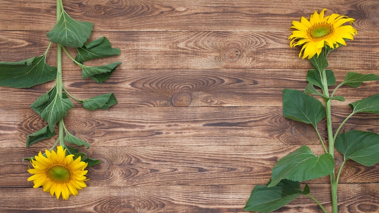 Foto girasoles brillantes sobre un fondo de madera vieja se encuentran en brotes en diferentes direcciones