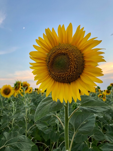 girasoles en el campo al atardecer