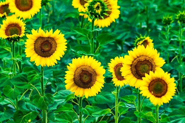 Girasoles en un campo contra el fondo verde.