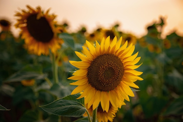 Girasoles en el campo fondo agrícola de verano