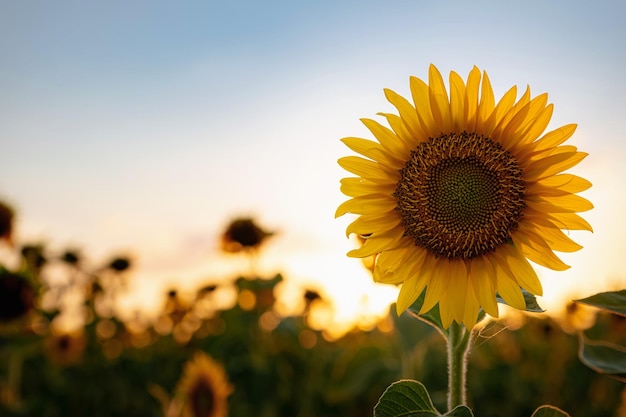 Girasoles en el campo fondo agrícola de verano