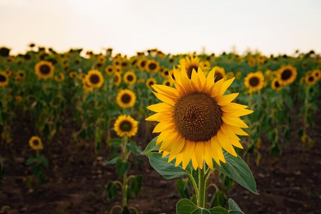 Girasoles en el campo fondo agrícola de verano