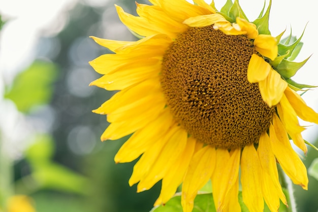 Girasoles en el campo. Fondo