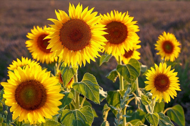 Girasoles en campo de lavanda cerca de fondo borroso Provenza Francia