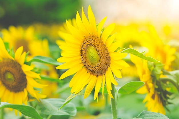 Girasoles en el campo con luz del sol en la mañana