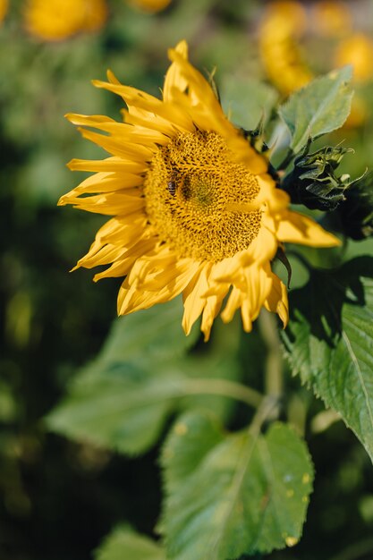 Girasoles en campo de montaña, alpino, abeja