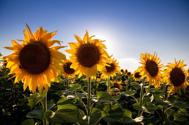 Girasoles en un campo con el sol detrás de ellos