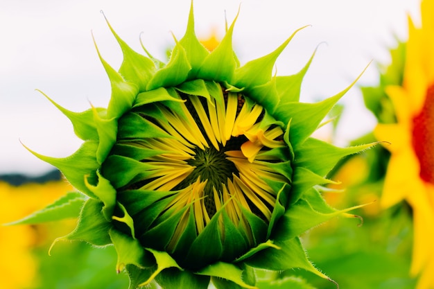 Girasoles en un campo en tiempo nublado. De cerca