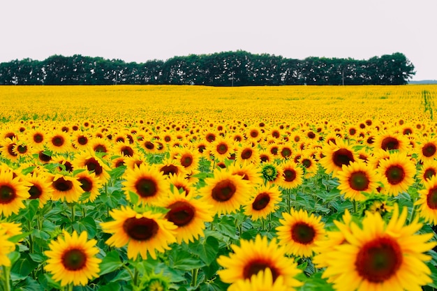 Girasoles en un campo en tiempo nublado. De cerca