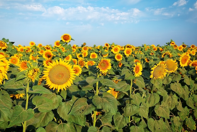 Girasoles en el campo en verano.