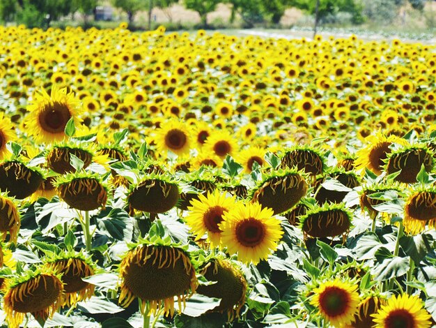 Foto girasoles en el campo