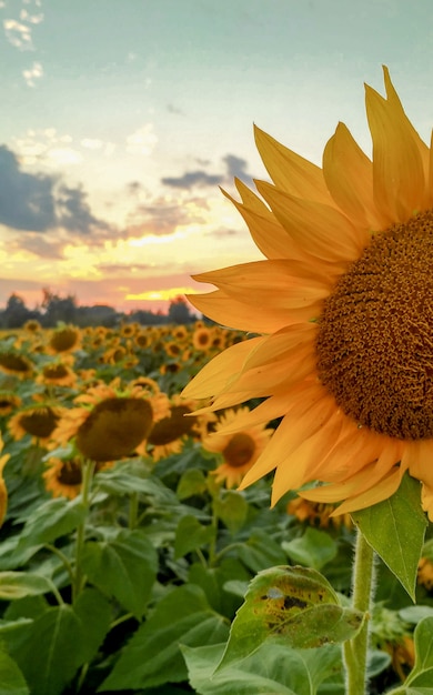 Girasoles en el campo.