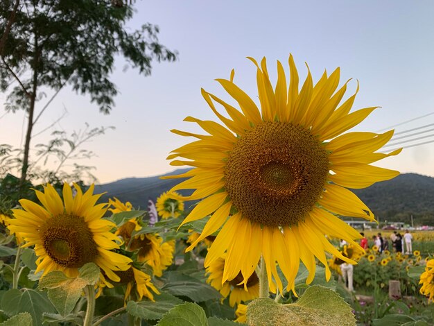 Girasoles en el campo