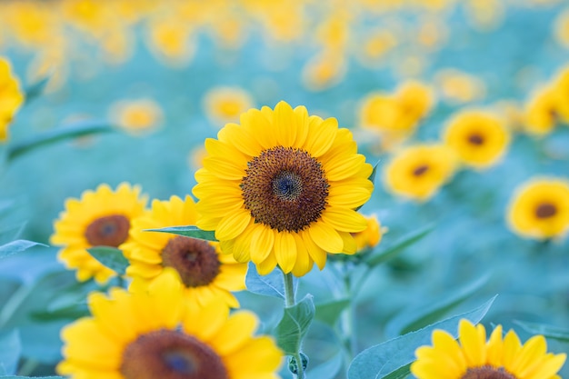 Foto girasoles en un campo