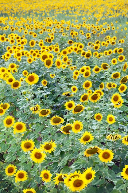 Girasoles en el campo