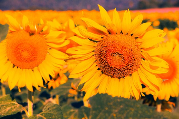 Los girasoles se caracterizan por el giro de las inflorescencias para girar en la dirección del sol.