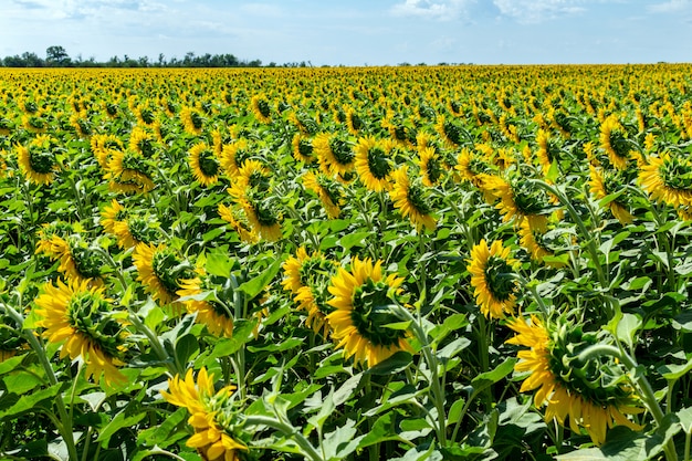 Girasoles en el cielo azul