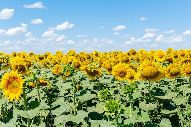 Girasoles en el cielo azul