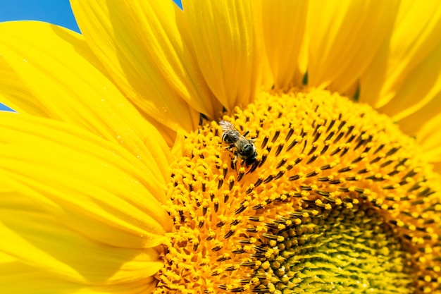 Girasoles en el cielo azul