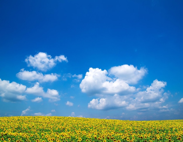 Girasoles en un cielo azul