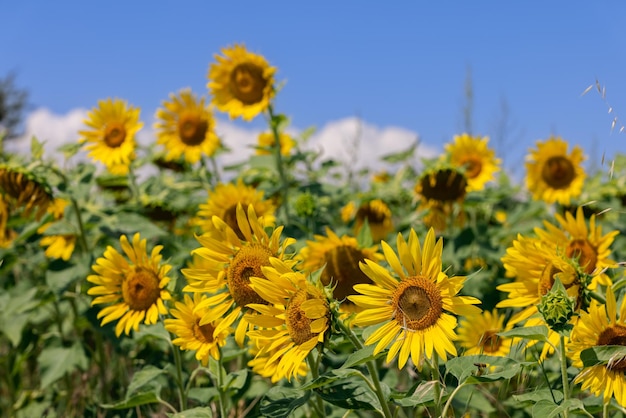 Girasoles de color amarillo brillante Helianthus annuus bajo un cielo azul soleado