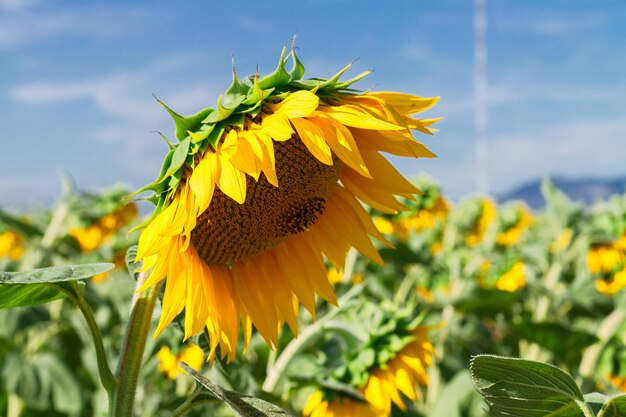 Girasoles coloridos en un caluroso día de verano sobre el fondo del cielo azul