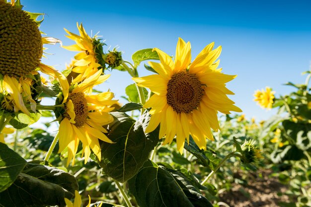 Girasoles contra un cielo azul en el campo