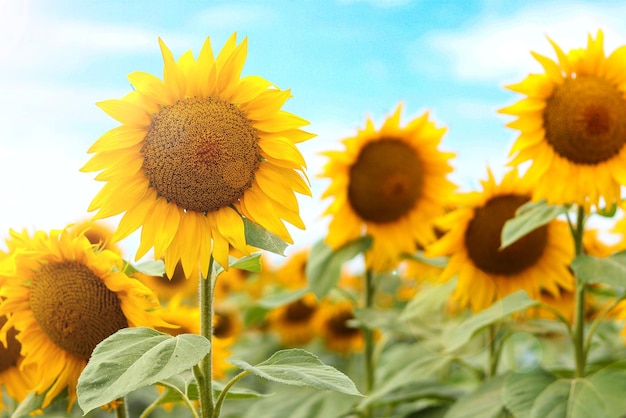 Foto girasoles contra el cielo con luz solar enfoque selectivo hermosa naturaleza ucraniana cosecha