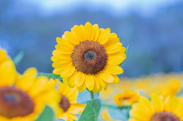 Girasoles de enfoque selectivo en un fondo de la naturaleza. Hermosas flores amarillas en el campo.