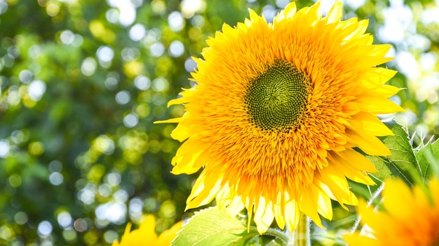 Los girasoles están floreciendo en un campo a principios de otoño la luz del sol hermosos girasoles en el jardín con sunbea ...