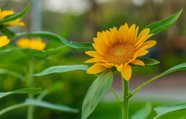 Los girasoles están floreciendo en el jardín.