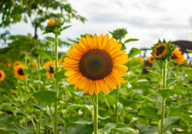 Los girasoles están floreciendo en el jardín