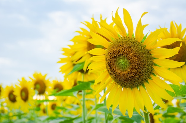 Los girasoles están floreciendo en el jardín.