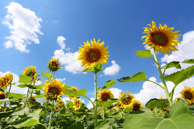 Los girasoles están floreciendo y la luz del sol en un día despejado.