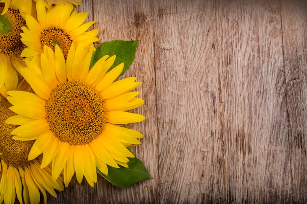 Los girasoles están en la madera