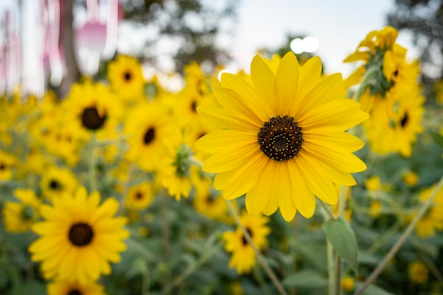 Girasoles en flor en el campo en verano