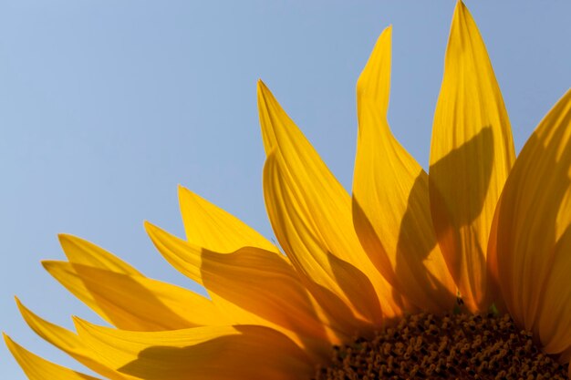 Girasoles durante la floración en tiempo soleado, un campo agrícola con girasoles en crecimiento durante su floración