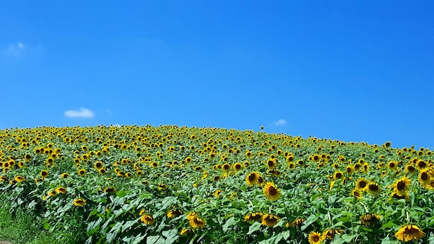 Los girasoles florecen en el campo contra el cielo