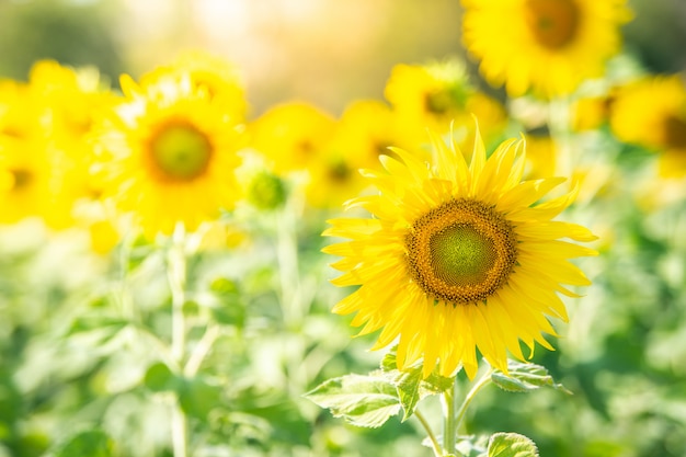 Foto los girasoles florecen en campo en otoño.