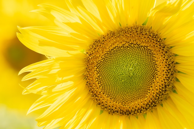 Foto los girasoles florecen en campo en otoño.