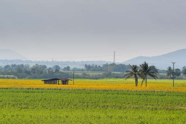 Foto los girasoles florecen en los campos.