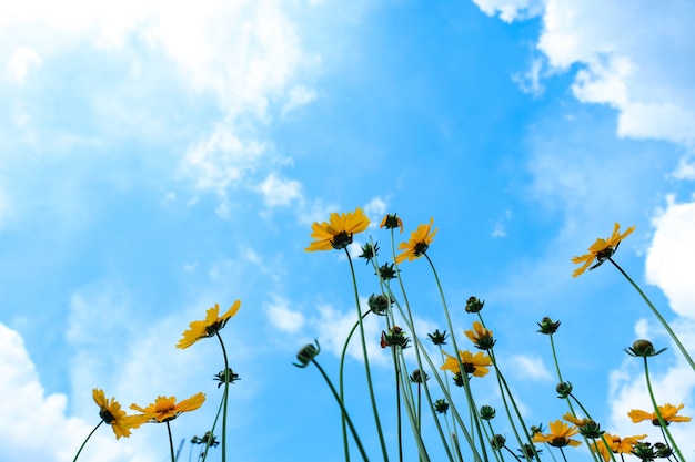 Los girasoles florecen bajo el hermoso cielo y las nubes.