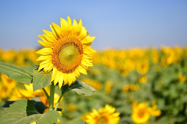 Los girasoles florecen en el jardín en el otoño.